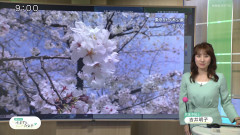 NHKのお天気お姉さん、グラビア水着デビューｗｗｗｗ （※画像あり）