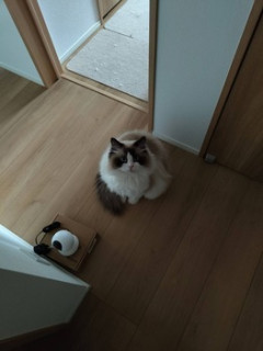 うちの猫をみてくれ（※画像あり）