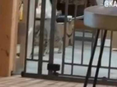 うちにはよく泥棒が現れる。そのためちゃんとした柵を設置した → 無意味でした…