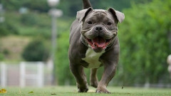 【悲報】まんさん、ヤクザの飼うピットブルに上唇を噛み千切られて大惨事