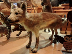 【悲報】ニホンオオカミさん、神格化されてる割にただの痩せた犬っぽい