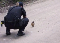 【画像】フクロウが職質受けてて草ｗｗｗｗｗｗｗｗｗｗ