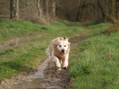 【人類学】ネアンデルタール人絶滅、近親交配が主因ではない　ネイチャー研究が示唆