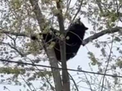 住宅街にクマが現れた。木の上に登って降りてこない。麻酔銃を撃って眠らせろ！ → 結果…