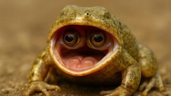 【画像】「口の中に目が生えた」奇形ガエル、怖い