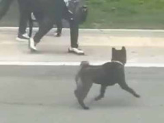犬とお姉さんが散歩していたら見知らぬ犬が襲ってきた。ご主人がピンチだぁ！ → 頼もしい番犬はこうなった…