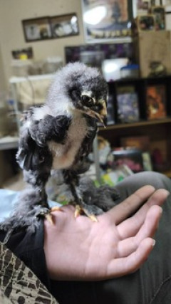 鳥を卵から育てたらなんか強そうになった（※画像あり）