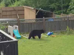 【先生出番です】 隣の庭にクマが現れた。ワシのシマで何しとんじゃ！ → 用心棒がやってきた…