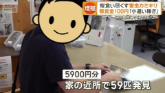 【乞食速報】桜食い尽くす害虫「クビアカツヤカミキリ」 懸賞金1匹100円