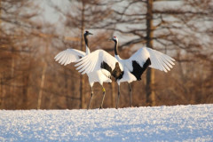 【画像】アメリカ狐「日本を代表する動物……？🤔こんなんでええか」