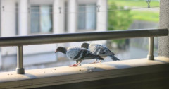 【困惑】ベランダに来るハトの対処法
