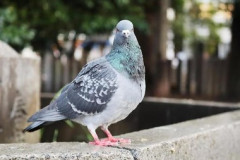 【急募】ベランダに来るハトの対処法🐦