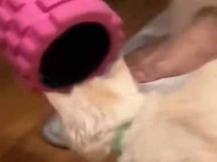 彼女は狭い空間が好きだった。筒の中に入って蹴られる♪ → 転がるまでがセットです…