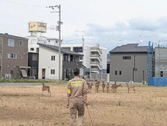 【奈良のシカ】過密化、公園外での出没増加…観光客らの過剰な餌やり原因か