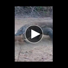 【閲覧注意】コモドドラゴンさんの捕食、ガチでヤバすぎる・・・・・・・・・