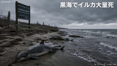 黒海でイルカが大量死 ロシアの侵攻開始以降に約10万頭「シーシェパードや愛護環境団体からは特に意見なしｗｗｗ」
