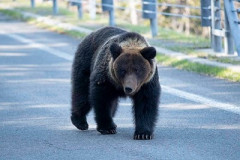 【動画】山を降りたクマ、ガチでお前らでも勝てそうwwwwwwwwwwwwwwwwwww
