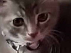 妻が子猫を連れてきた。だが私は前から猫が苦手だった → でも子猫は毎日こうなります…
