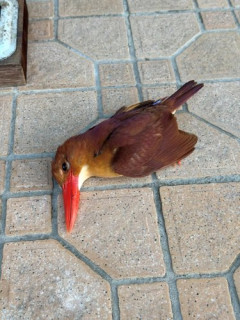 【画像】謎の鳥の死体が話題に