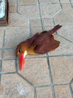 【画像】謎の鳥の死体が話題にｗｗｗｗｗｗｗｗｗｗｗｗｗｗｗｗｗｗｗｗｗｗ