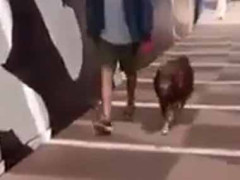 犬が散歩していた。変装した飼い主がいたら気づくかな？ → やってみたらこうなります…