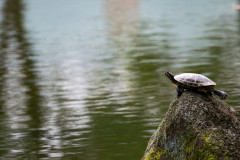 公園行ったら亀がいた（※画像あり）