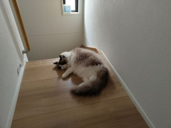 うちの猫をみてくれ（※画像あり）
