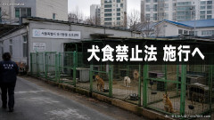 【仏メディア】韓国で犬食禁止法が来年施行、食用目的で飼育されていた多くの犬の行方分からず