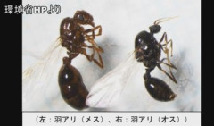 【速報】大阪で4700匹の『ヒアリ』見つかる