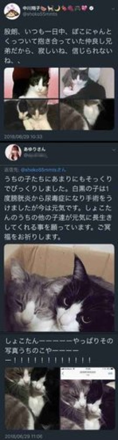 【悲報】中川翔子さん、小学校火災で「どう責任を取るのか」とコメント