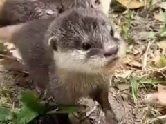 かわいい子はお腹が減っていたようだ。これでも食べな → この破壊力です…