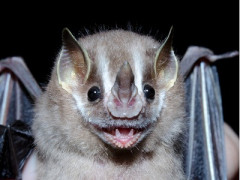 🦇「疲れたなぁ…顔面に乗ったろw」彡(-)(-)→約1ヶ月後に死亡
