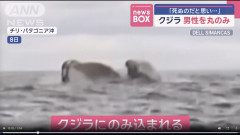 【衝撃映像】クジラにボートごと飲み込まれたヤツ→結果・・・