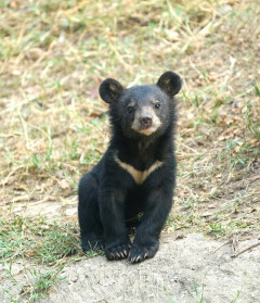 クマを「神」とあがめる韓国、日本のクマ問題に「輸入できないか」の声…駆除か保護かを巡る日韓の数奇な事情 [7/3]