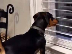 うちの犬が窓の外に向かって吠えていた。ちょっとイタズラしてみる → 犬はこうなった…