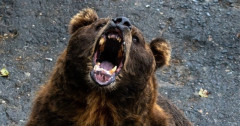 日本の野生クマ問題に韓国で「輸入できないか」の声 →そこにはとある事情「◯◯需要高く、ほぼ絶滅状態」