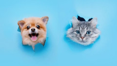 【悲報】犬猫YouTuberさん、イッヌとネッコで金儲けしてしまう