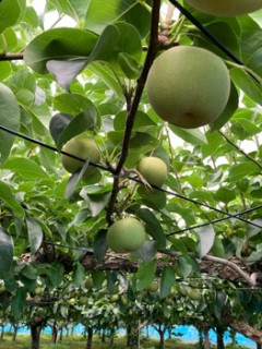 ワイんちの梨園見て🥰（※画像あり）
