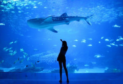 水族館いって彼女にぬいぐるみ買ってあげようとしたらいらんって言われた