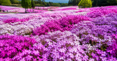 【悲報】住民が20年かけ育てた５万株の芝桜に業者が除草剤、半分枯れる