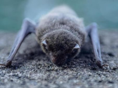 【悲報】男の子、コウモリと接触した結果・・・・