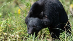 【国際】日本のクマ問題に韓国で「輸入できないか」の声…「熊の胆」需要高く、ほぼ絶滅状態