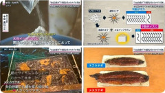 韓国人「日本がウナギを「9割メスにする」養殖技術を開発し世界が驚愕！」→「これが日本の食への執念」