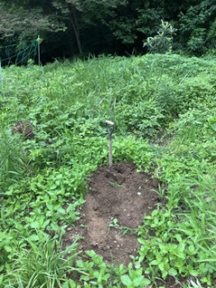 【悲報】ワイの畑、草に占領される（※画像あり）