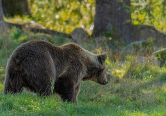 【衝撃】罠にかかったクマの駆除中に『恐ろしい事故』が発生してしまう・・・・・