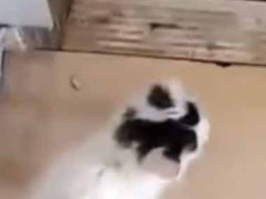 エレベーターの中にモンスターが現れた。先生、出番です！ うむ、任せなさい → 小さな達人はこちらです…
