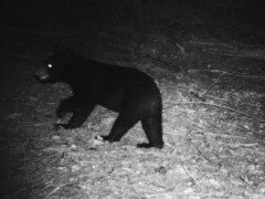 ついに大阪も…出没相次ぎ、「緊急銃猟」できる人材増へ