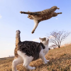 【悲報】日本政府が屋外の猫を「害獣」指定！野良猫さん絶滅へ