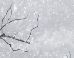 【画像】真冬の新潟、全然雪が降ってなくて草wwwwwww
