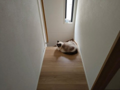 うちの猫をみてくれ（※画像あり）